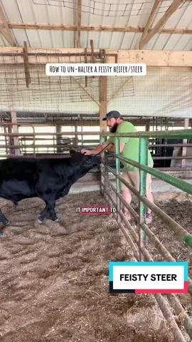 Tip: don’t remove their halter until they’re calm! #farmtok #agtok #livestock #tipsandtricks #cowsoftiktok 