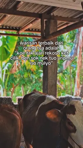 matursuwun ilmune kalih warisane njenengan pak🙏🏻😊 #juragansapi33 #peternakmuda #peternaksapiindonesia#bismillahfyp #fypselalu 