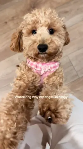 She get it from her mama 😅 #goldendoodle #dogsoftiktok #sahm #charleston #fyp #foryoupage 