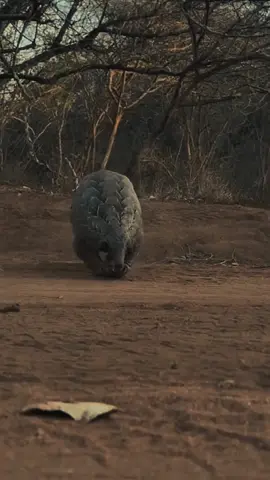 Tringgiling adalah mamalia bersisik yang tubuhnya dilapisi sisik keras dari keratin sebagai pelindung diri. Hewan ini pemakan serangga, terutama semut dan rayap, dengan lidah panjang lengket untuk menangkap mangsanya. Tringgiling bersifat nokturnal (aktif malam hari) dan jika terancam akan menggulung tubuhnya menjadi bola. Hewan ini termasuk langka dan terancam punah akibat perburuan dan perdagangan ilegal. #CapCut #fyp #hewan #animal #trengiling 