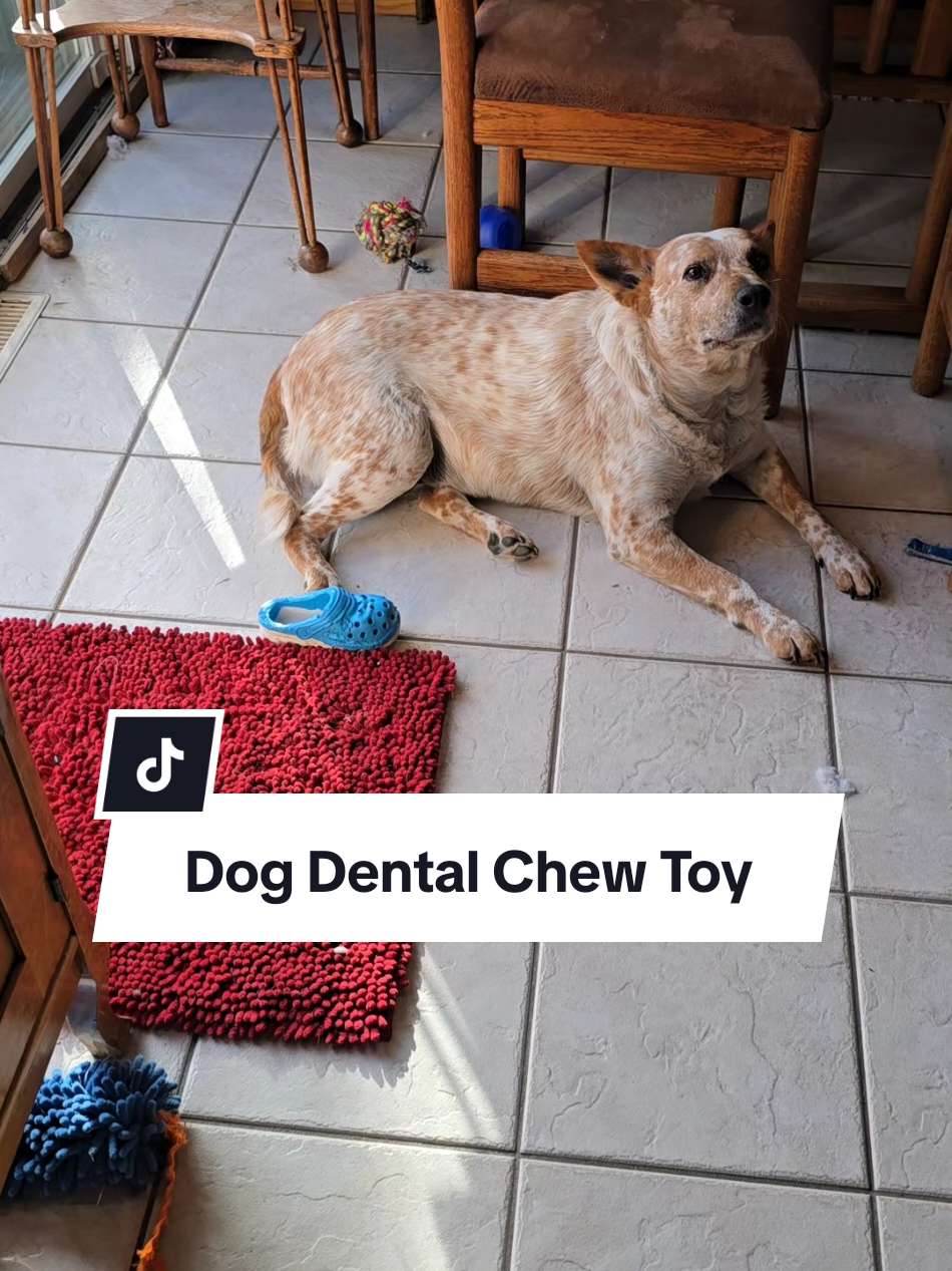 I recommend this toy for smaller dogs or dogs that are not aggressive chewers.   This toy lasted Curry 3 hours before it was in pieces.  Click the link if you think this toy would be a good fit for your best friend! #dentaldogtoy #dogdentalcare #doghealth #dogtoy #petcare @Garno Homestead LLC 
