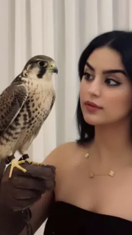 #صقر_العرب #صقر #صقور_العراق🔥🇮🇶🦅 #صقر_ابوظبي #صقور_زايد 
