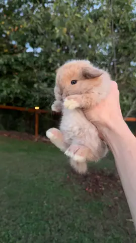 In love 💕🐰 #hollandlop #hollandloprabbit #hollandloprabbitry #rabbits #cutepets 