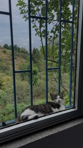 Sahih Al-Baqarah | 2:186 #albaqarah #quran #islam #cats 