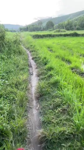 Lụa 1 tay cũng có ngày xuống ruộng 🤣