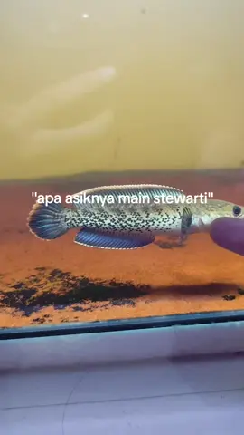 yang ytta aja😋🤏 - - - #fyp #channa #channastewarti #stewartikarbianglong #xybca 