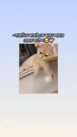 @🌷 ⒶⓈ. ⒶⓁ ⒶⓂⒾⓃ 🌷✾ 