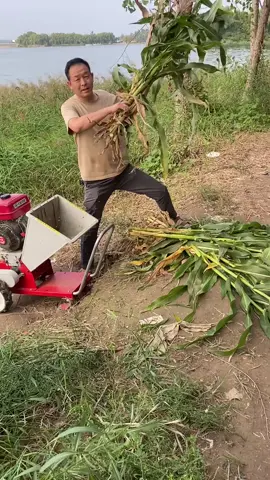 Máy băm cành cây chạy động cơ xăng #trangtrai #nongnghiephiendai #nongdan #nongnghiep #xuhuong 