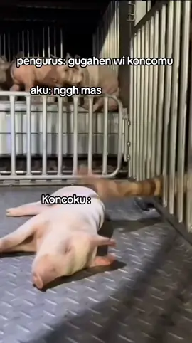 koncone spo ngene ki,ancene babi tenan😭 #fyp #santri #santripondok #santriindonesia #pondokpesantren 