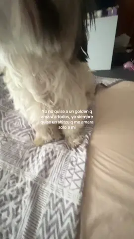 Luego ni me hace caso pero yo sé q me ama #fyp #shitzu 
