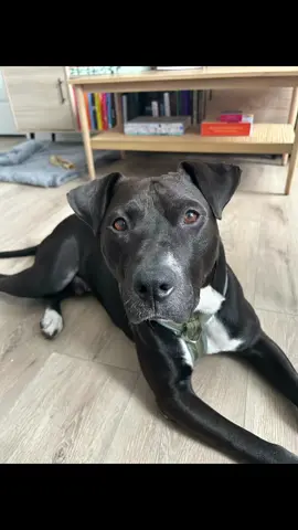 Otis is the goodest pup in the world and needs a forever home - leave a comment if you’re interested or contact @lindsayberbs for more info !! #dogsoftiktok #adoptdontshop #petadoption #PetsOfTikTok 