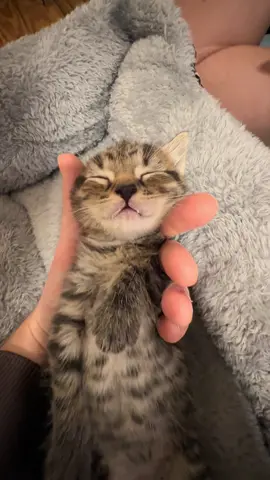 Full of soup 🥣 #kittensoftiktok #fyp 