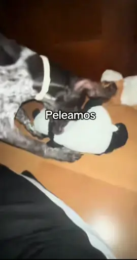 #paratii #reacts 