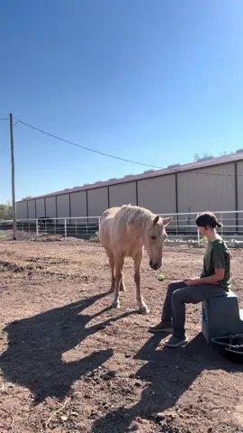 Finally set up the tripod so that means I can take MORE TRAINING VIDEOS!  I can cut this stuff up a lot better with the remote start so I’ll be taking it out to record Remi too while he does his “old man” workouts. Ciabatta is doing such a good job at trying to be a brave horse.   #horsetok #equestrian #horsetraining #positivereinforcementhorsetraining #horse 