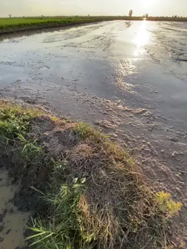 ងើបនៅ🌅 🤍 #fyp #foryou #ព្រៃវែងផ្ទះខ្ញុំ 