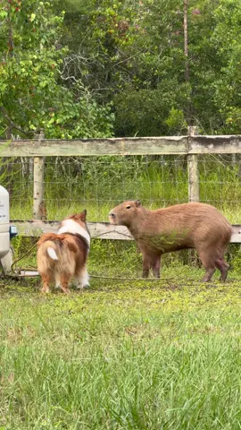 Did you know Stevie and Cheesecake the capybara grew up together?  As a result, these two play VERY frequently!  Pumpkin sometimes even gets in on the action, which mainly consists of running around.  While, our dogs and capybaras are highly acclimated to each other, please don’t let your dog mess with any wild capybaras. (We know we shouldn’t have to tell you this, but still worth mentioning)  #capybara #capybaras #animals #animalfriends #cute    