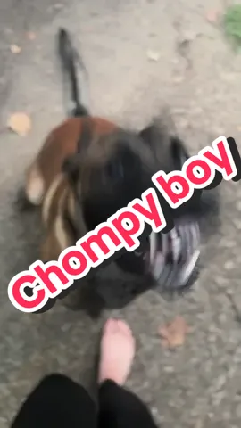 #tiktok #dogtok #purebred #belgianmalinois #viraltiktok 