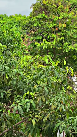 😍😍#borneostyle⚡ 