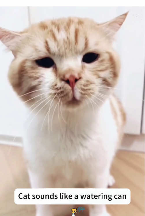 Cats mispronouncing the only word they know😸😸#cat #funny #foryou #tiktok #usa🇺🇸 #fyp #catlover #pet #funnyvideos #cute #happy 