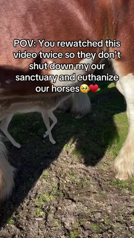 I wish if this post touches your heart ♥️ and donate $5 to help us buy food for our animals tomorrow #horses #shelter #sanctuary #animalsoftiktok #horsefarm  