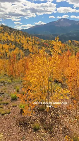🍁 Color Chasing Update!🍂Teller County is absolutely peaking right now — you can’t go wrong anywhere this weekend! But if you’re chasing that next-level fall magic  Rampart Range Road and Tarryall Rd were straight out of a dream. Every color aspens, mountain views, and that perfect autumn glow.