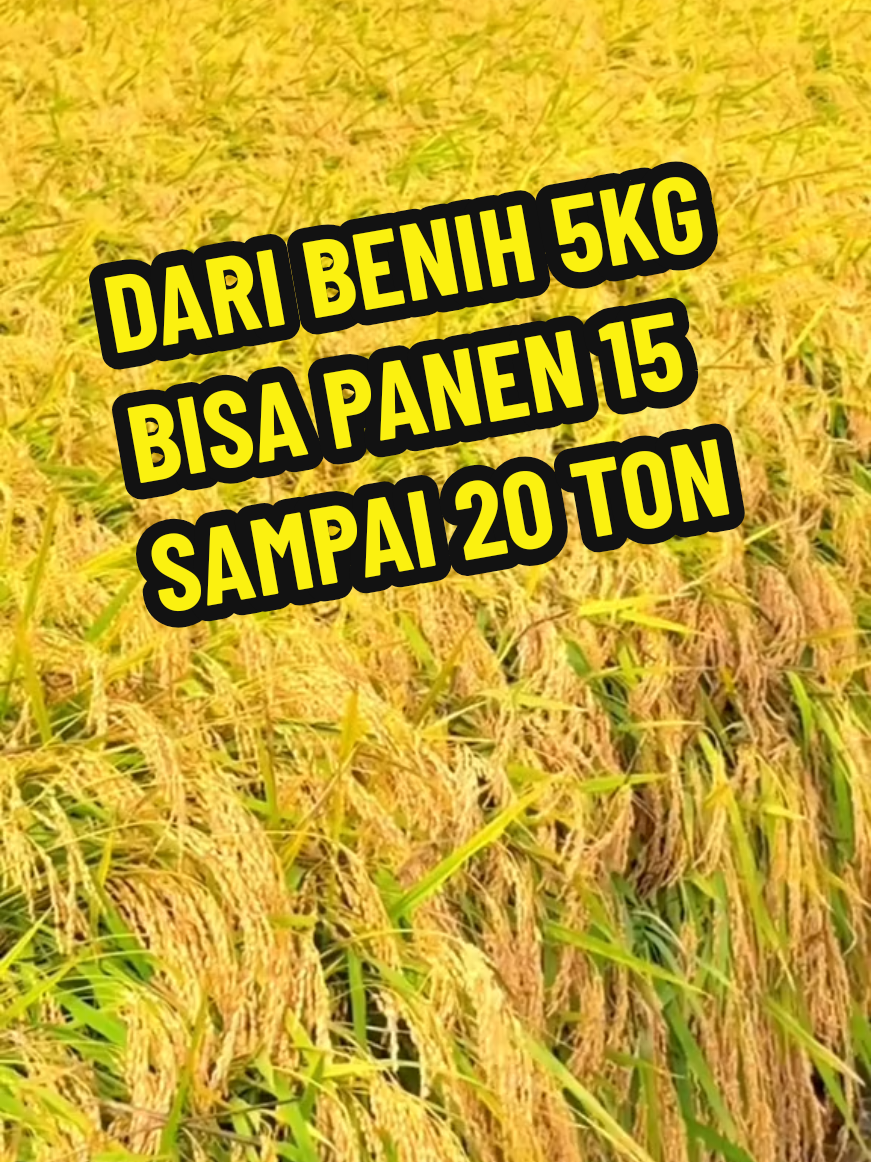 cara meningkatkan hasil panen padi dengan cepat #padi #buahpadi #bibitpadi #pupukpadi #buahpadithailand 