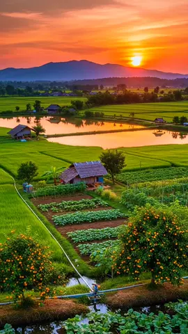 Suadana Pedesaan 26 #rumahidaman #rumahpedesaan #suasanapedesaan #alamdesa #rumahdesa 