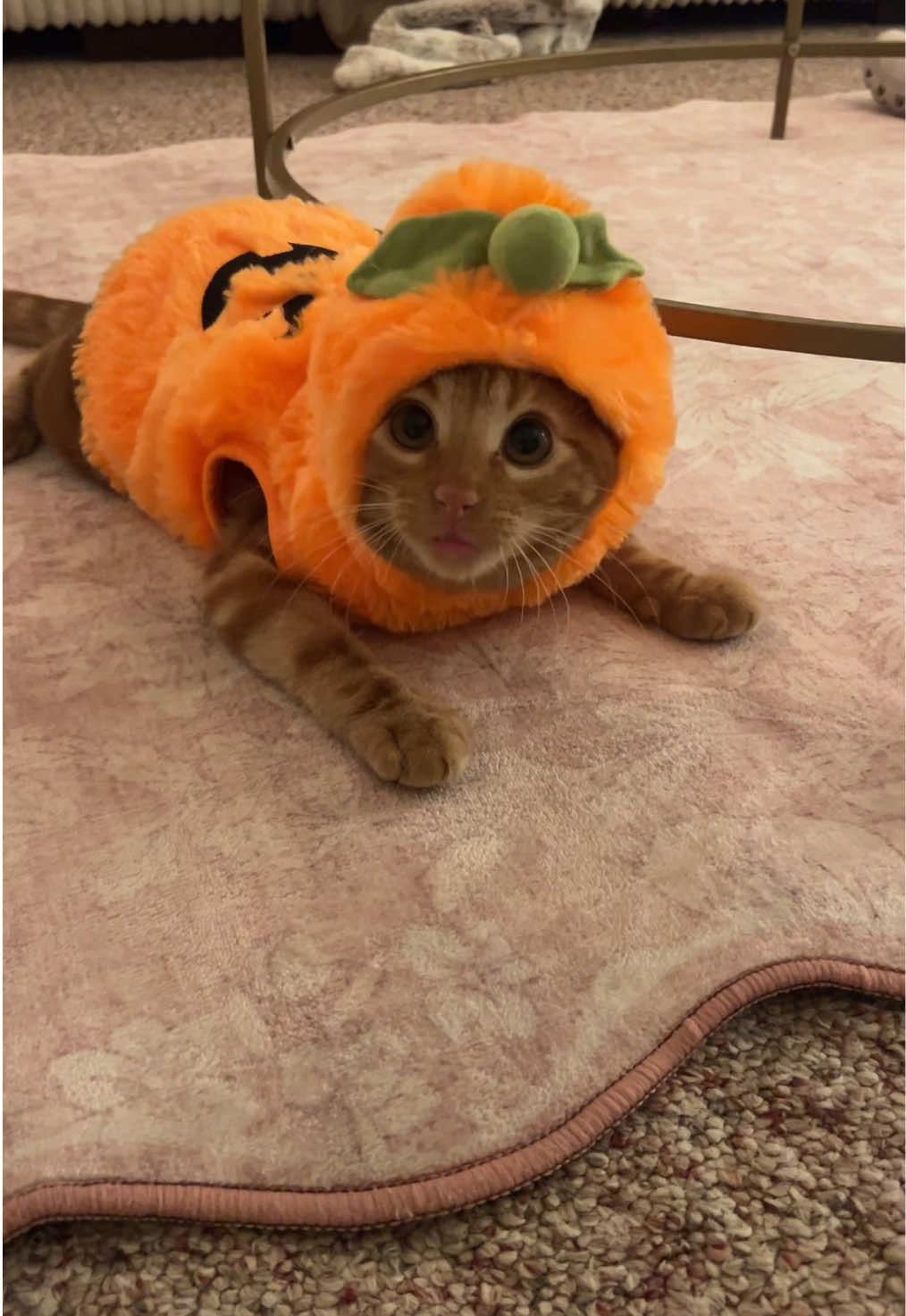 Another video of her in her costume she’s so cute and also crazy! #kitten #halloween #catsoftiktok #cattok #fypシ 