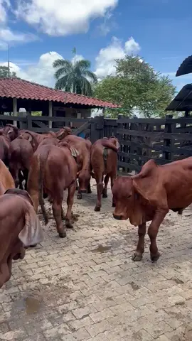 #rojo #brahman #brahmanrojo  #colors #ganaderia        