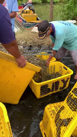 #udangvaname #tambakudang #panenudang 