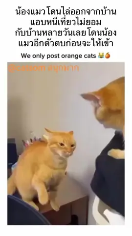 #ยายทําไมถึงอยากไปห้าง #ส้ม #ยายกับส้ม #2 #funnycats 
