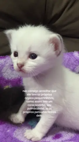 nao me aguento estou viciada em olhar eles  #catsoftiktok #kitty #catlovers #fyp #cutecat 