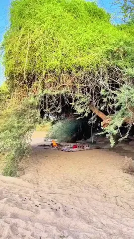 এটাই সেই সাহাবী গাছ লাইক দিয়ে শেয়ার করে দিন। 