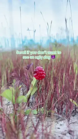 #finleyandjosie #dogtoker #tiktokdog 