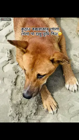 কুত্তাও কক্সবাজার গেলো, গেলা না শুধু তুমি পিও!🙂 #foryoupage #trending #coxsbazar #sea #nature 