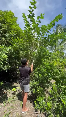 PANGPUTOL NG MATATAAS NA SANGA SA BAKURAN, BUKID AT IBA PA, #gardenpruningshear #highbranchpruningshear #aerialpruningshears #pruningscissor #pangputolngmatataasnasanga 