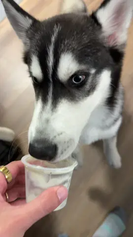 Trust fund husky eating jello edition 👀 #dogsoftiktok #viral #fyp #fypシ #viralvideo 