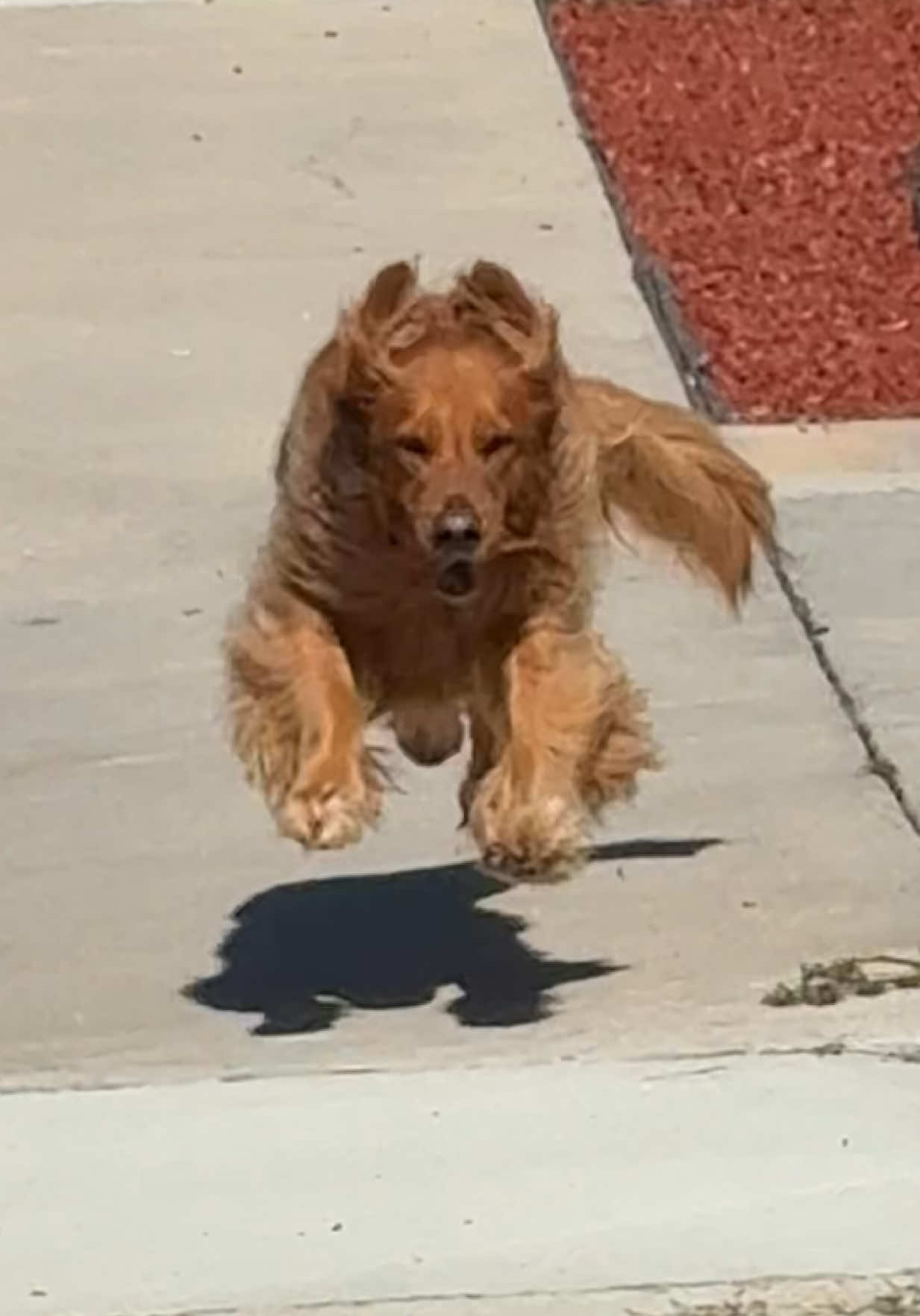 Baby sitting my best girl Cedar #golden #doggo 