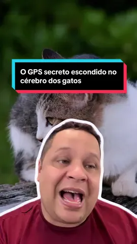 O GPS secreto escondido no cérebro dos gatos #gatos #curiosidades #interessante #incrivel #animais 