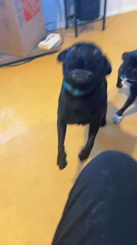 Had to try this Trend with rescue dogs 