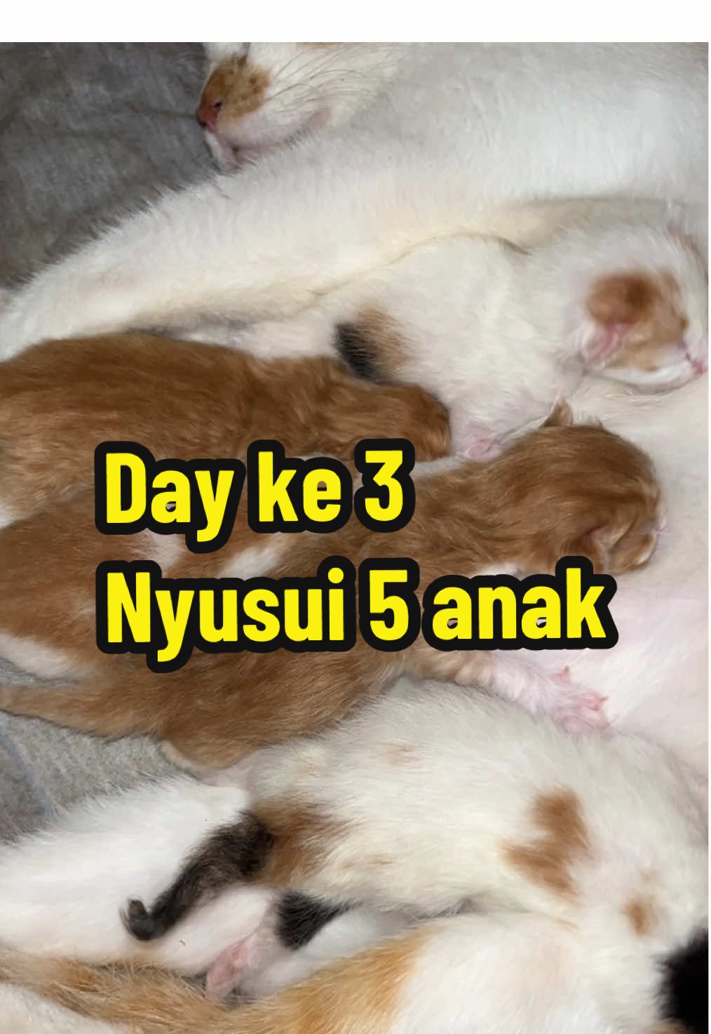 Rebutan nyusu di hari ke 3 😻🥰 #cat #catlovers #kucing #kucinglucu #kitten #kucinglahiran #fyp #viral 