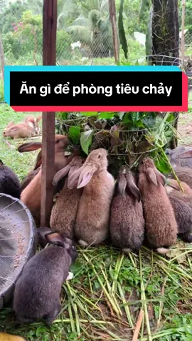 Để phòng tiêu chảy ở thỏ mùa mưa nên cho ăn: Lá mơ, lá hoàn ngọc,  lá sung, lá lốt, lá ổi, lá sung, lá chuối… #thothavuon #thogiong #nuoithothavuon #thode #thovuontanhlinh 