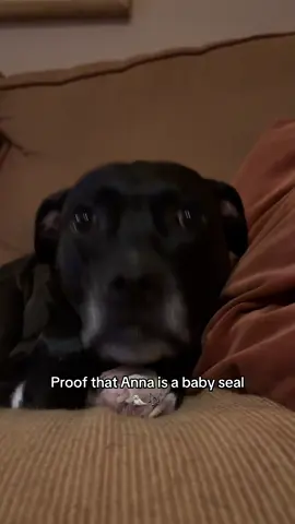 If anyone speaks seal and can decode pls let us know😩🦭✨