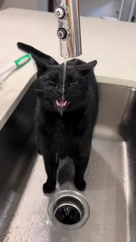 A sinky special #cat #cats #catsoftiktok #blackcat #blackcats 