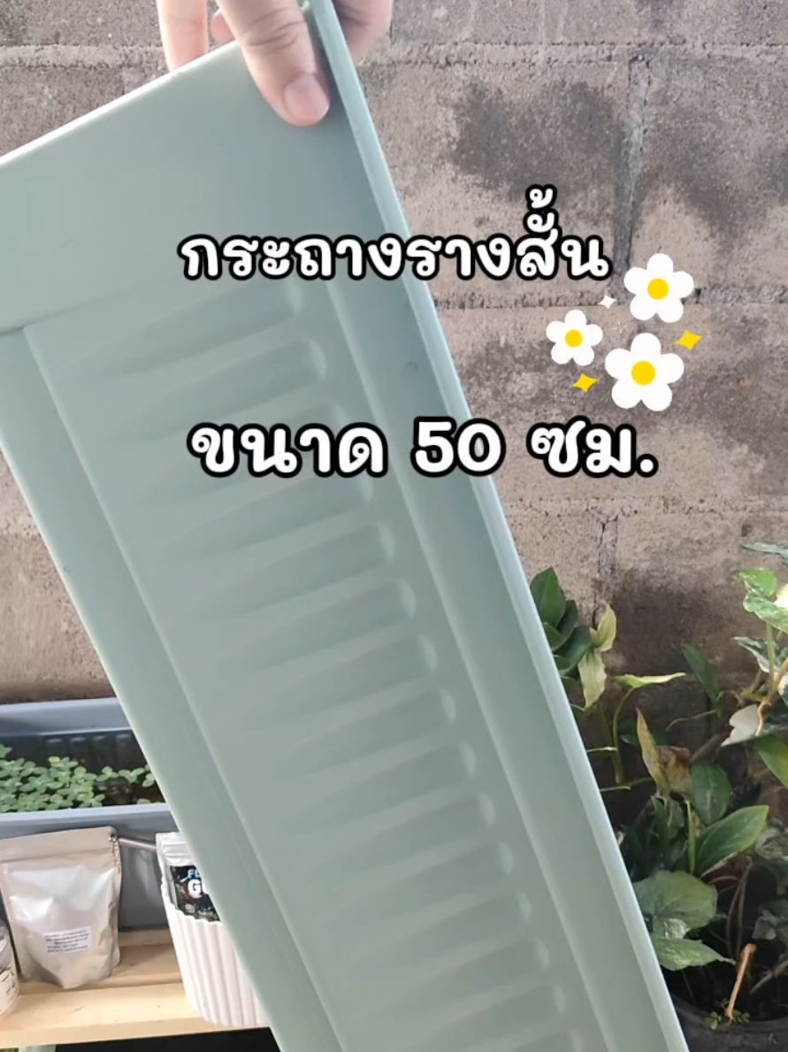 กระถางรางสั้นขนาด 50 ซมมี 2 แบบ แบบเจาะรูและไม่เจาะรู มีหลายสีพลาสติกแข็งแรงทนทาน #กระถางรางสั้น #กระถาง #กระถางต้นไม้ 
