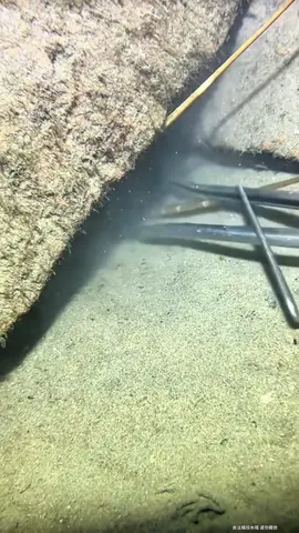 What a tenacious lobster!#fishing #seafood #gotosea #seaside #lobster 