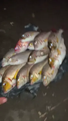 masih di spot pinggiran 😁 #fyppppppppppppppppppppppp #fypシ #bwi24jam #bwipride #mancingbwi 