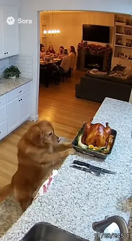 Dog vs Turkey: the real Thanksgiving tradition 😂🐶#dogsoftiktok #goldenretriever #dogs #thanksgiving #fail