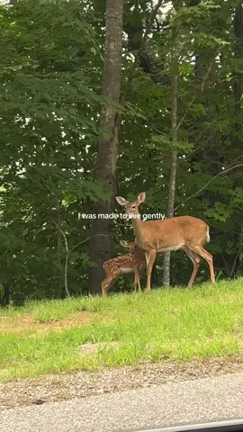 a life creating & being kind ❤️  #countryliving #slowliving #farmhouse #cozyliving #cottage 