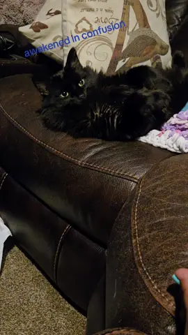 He had JUST turned belly up!! Oh, and there was a singular stink bug in her room!!! #tchalla #catsoftiktok #catlover #extra #dramaqueen